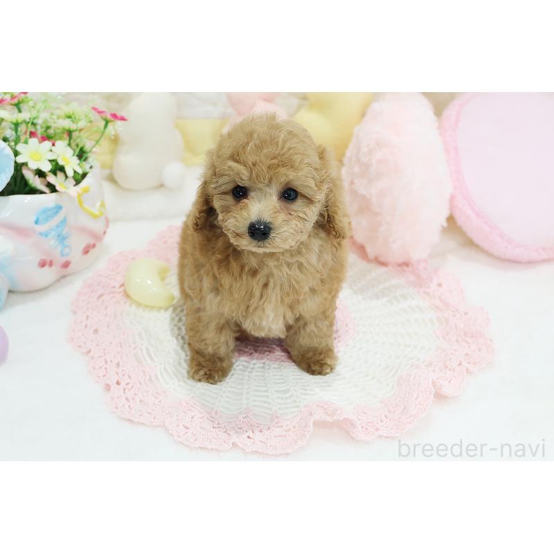 成約済の京都府のタイニープードル-442890の5枚目