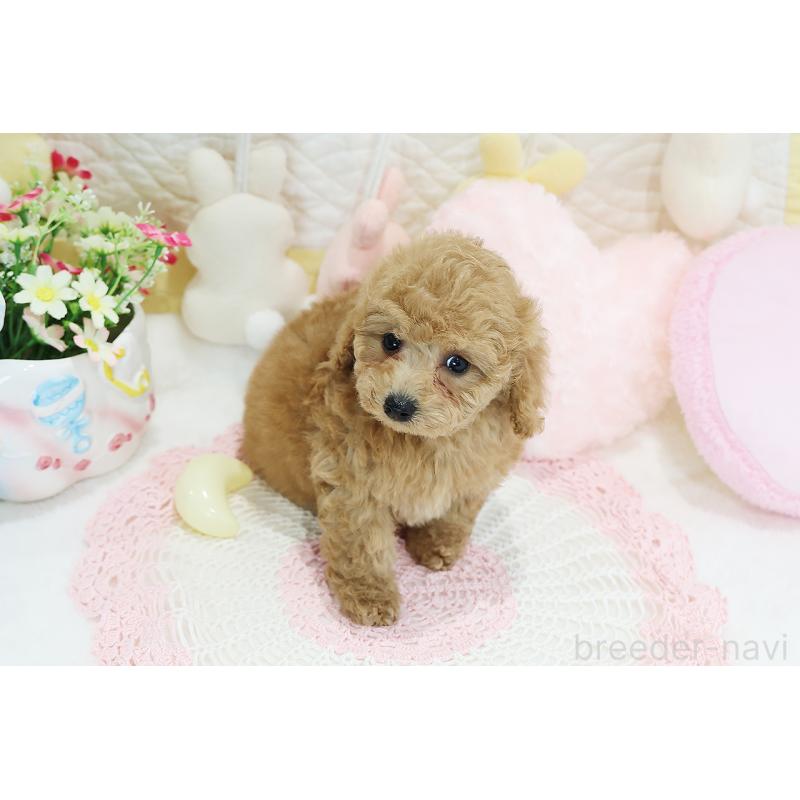 成約済の京都府のタイニープードル-442890の4枚目