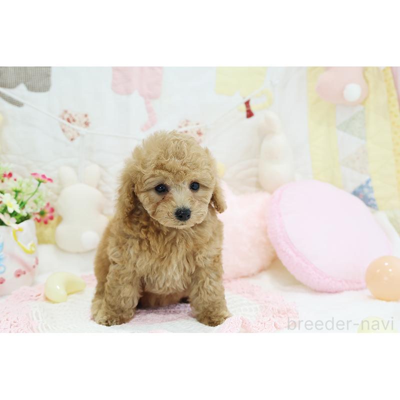 成約済の京都府のタイニープードル-442890の3枚目