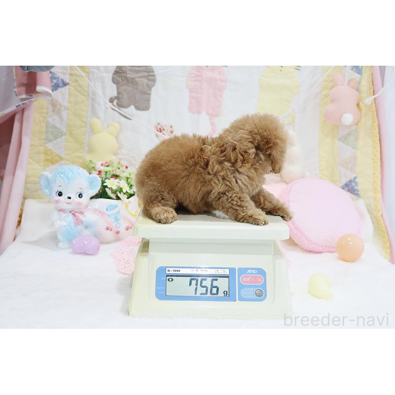 成約済の京都府のタイニープードル-442890の2枚目