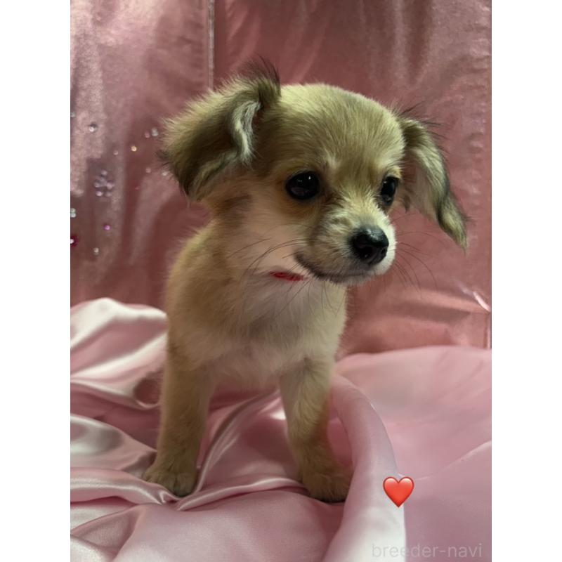 成約済の愛知県のチワックス:チワワ×ミニチュアダックスフンド-430158の2枚目