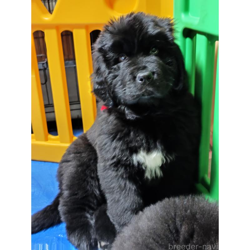 販売中の岡山県のニューファンドランド-441630の3枚目