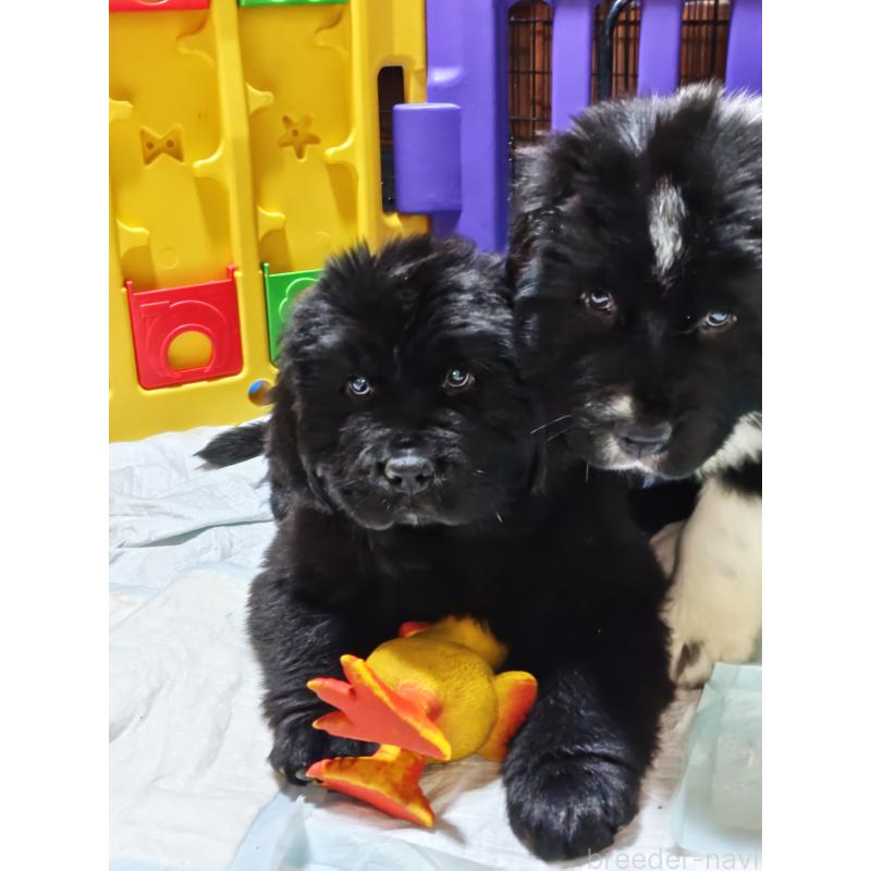 販売中の岡山県のニューファンドランド-441630の2枚目