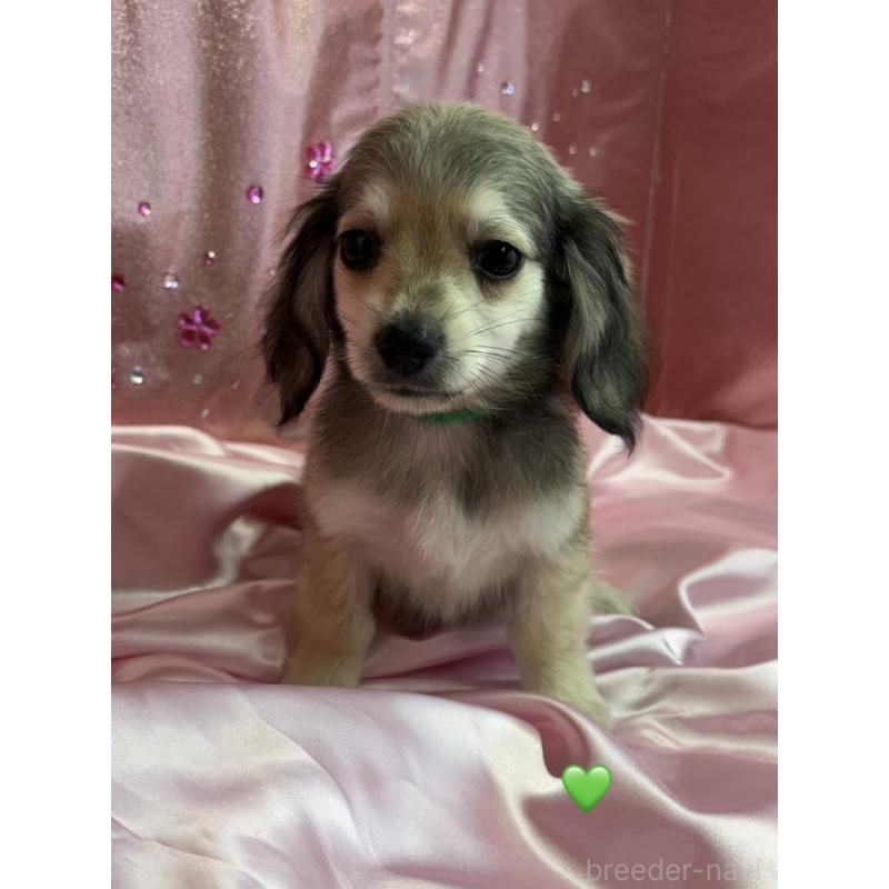 成約済の愛知県のチワックス:チワワ×ミニチュアダックスフンド-430979の2枚目