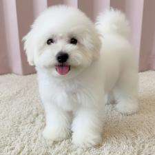 ♀︎ビションフリーゼ