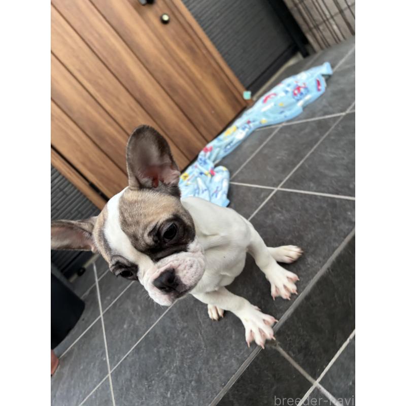 成約済の京都府のフレンチブルドッグ-422750の8枚目