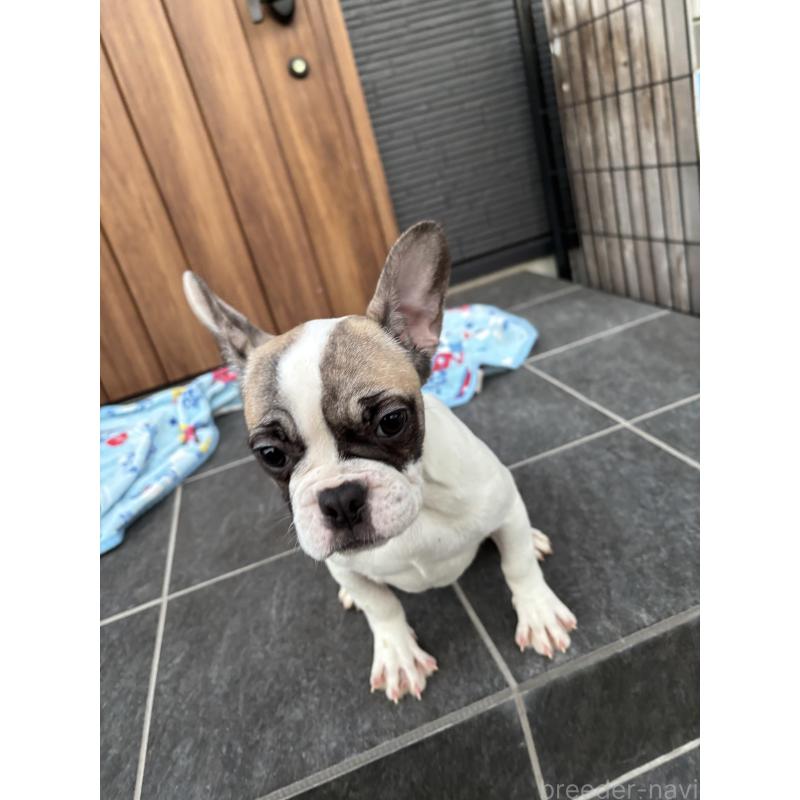 成約済の京都府のフレンチブルドッグ-422750の7枚目