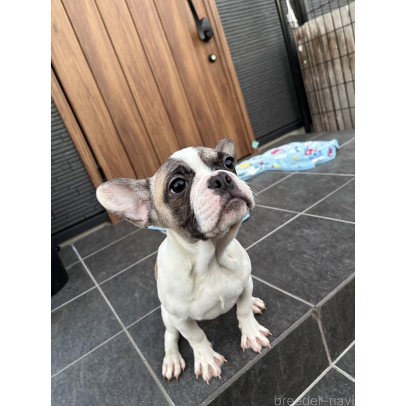 成約済の京都府のフレンチブルドッグ-422750の6枚目