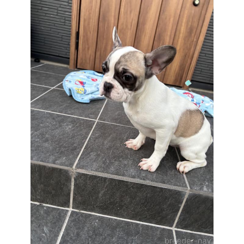 成約済の京都府のフレンチブルドッグ-422750の5枚目