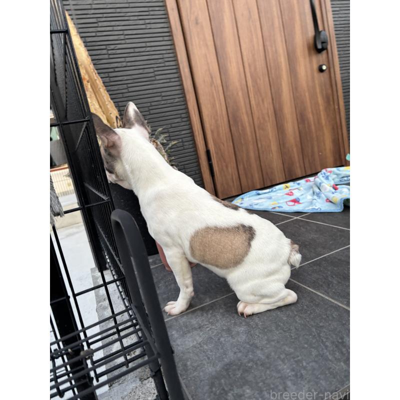 成約済の京都府のフレンチブルドッグ-422750の4枚目