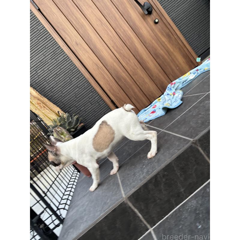 成約済の京都府のフレンチブルドッグ-422750の3枚目