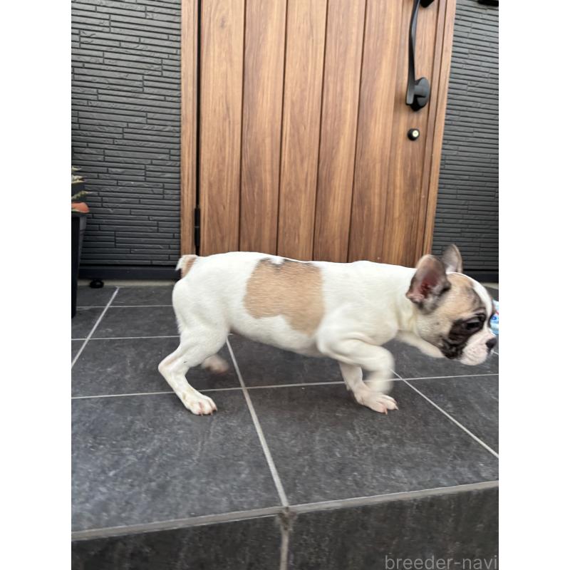 成約済の京都府のフレンチブルドッグ-422750の2枚目