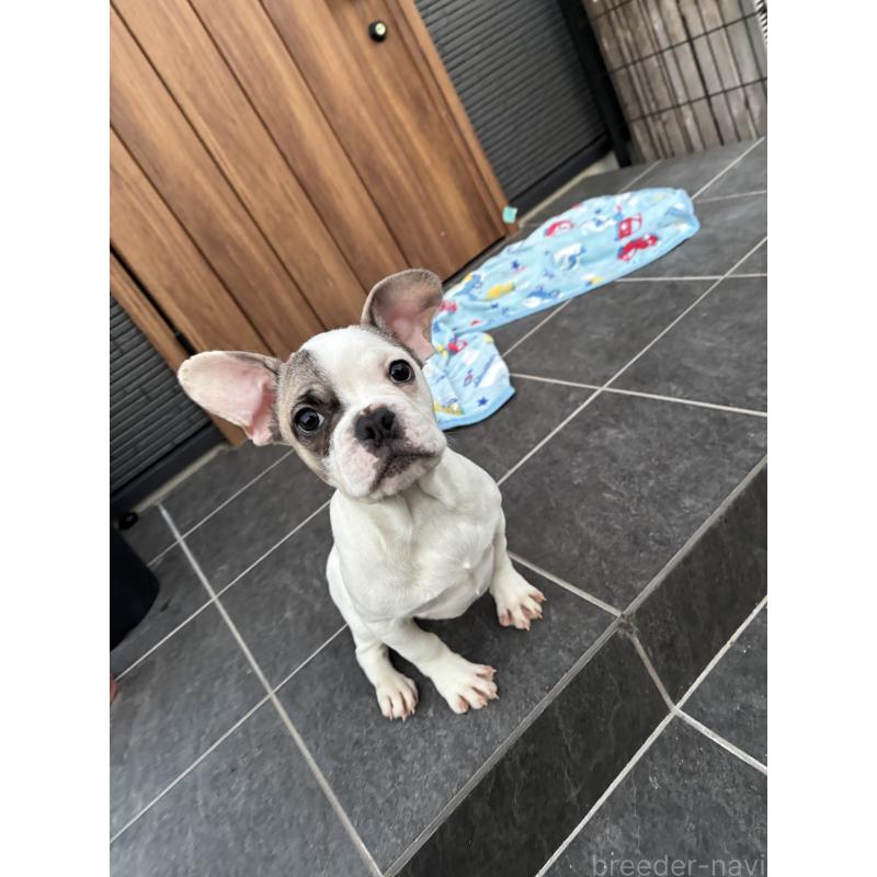 成約済の京都府のフレンチブルドッグ-422753の8枚目