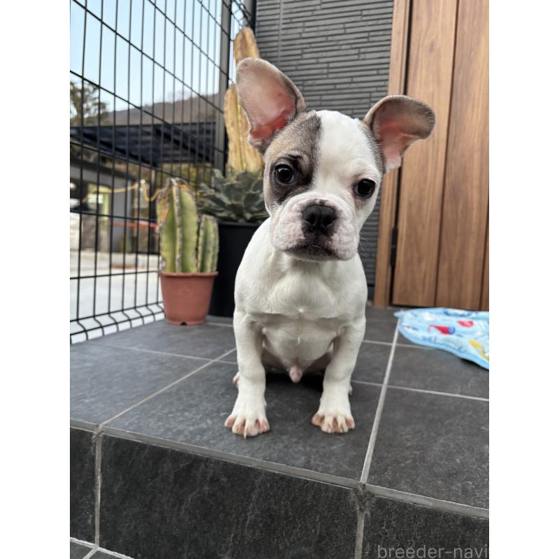 成約済の京都府のフレンチブルドッグ-422753の7枚目