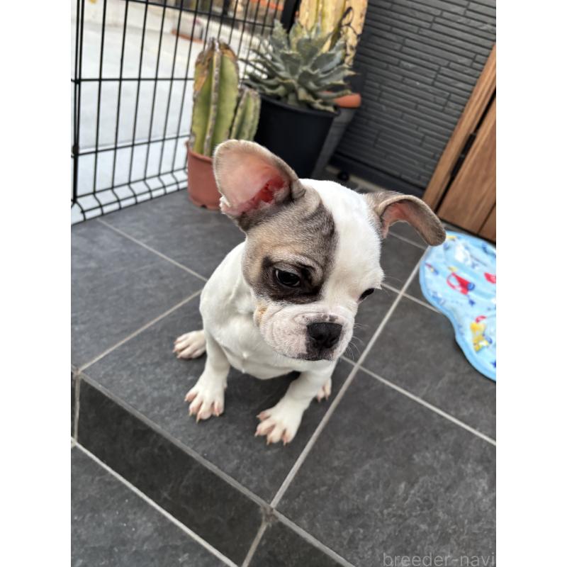 成約済の京都府のフレンチブルドッグ-422753の6枚目