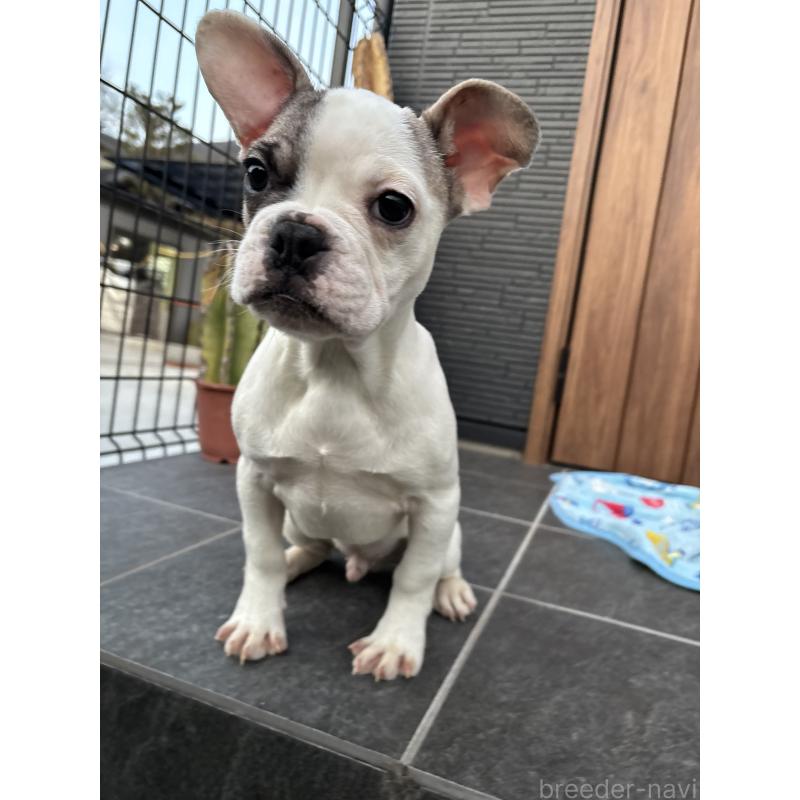 成約済の京都府のフレンチブルドッグ-422753の5枚目