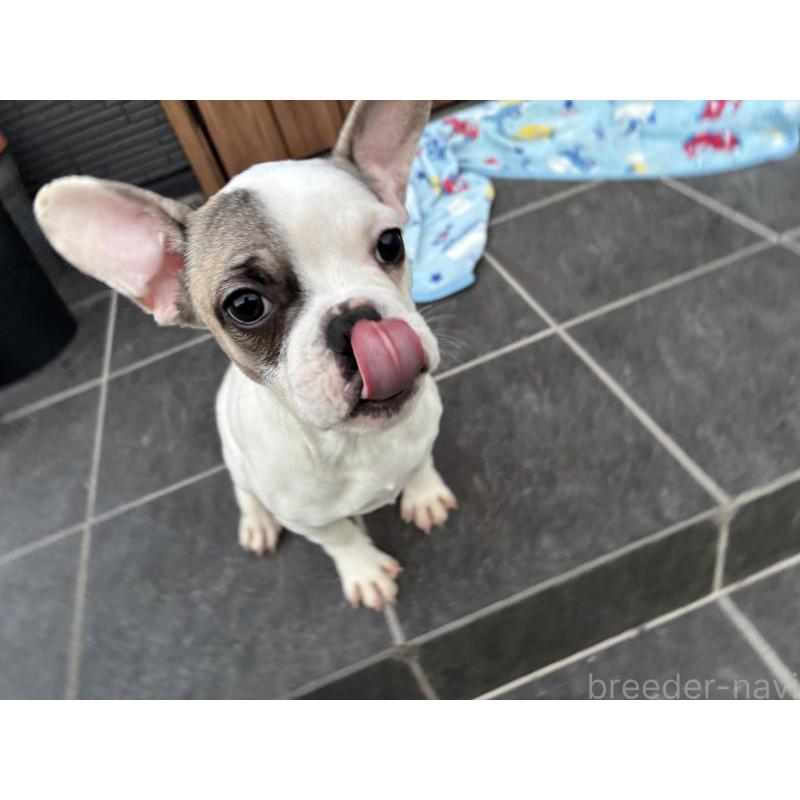 成約済の京都府のフレンチブルドッグ-422753の4枚目