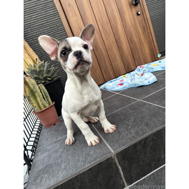 成約済の京都府のフレンチブルドッグ-422753の3枚目