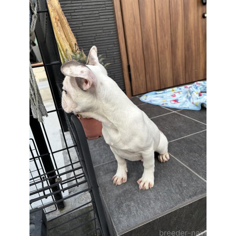 成約済の京都府のフレンチブルドッグ-422753の2枚目