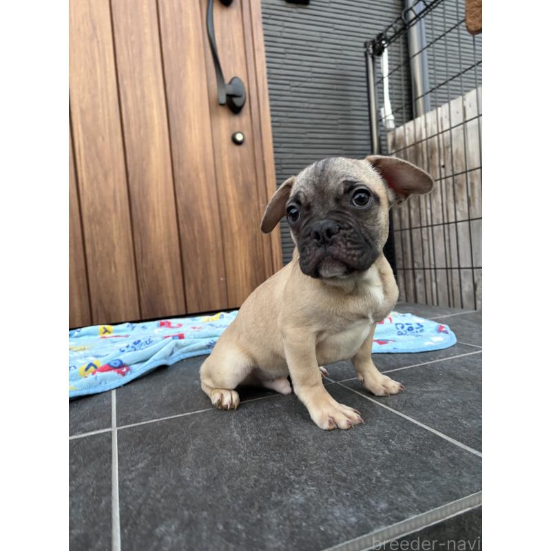 成約済の京都府のフレンチブルドッグ-422756の8枚目