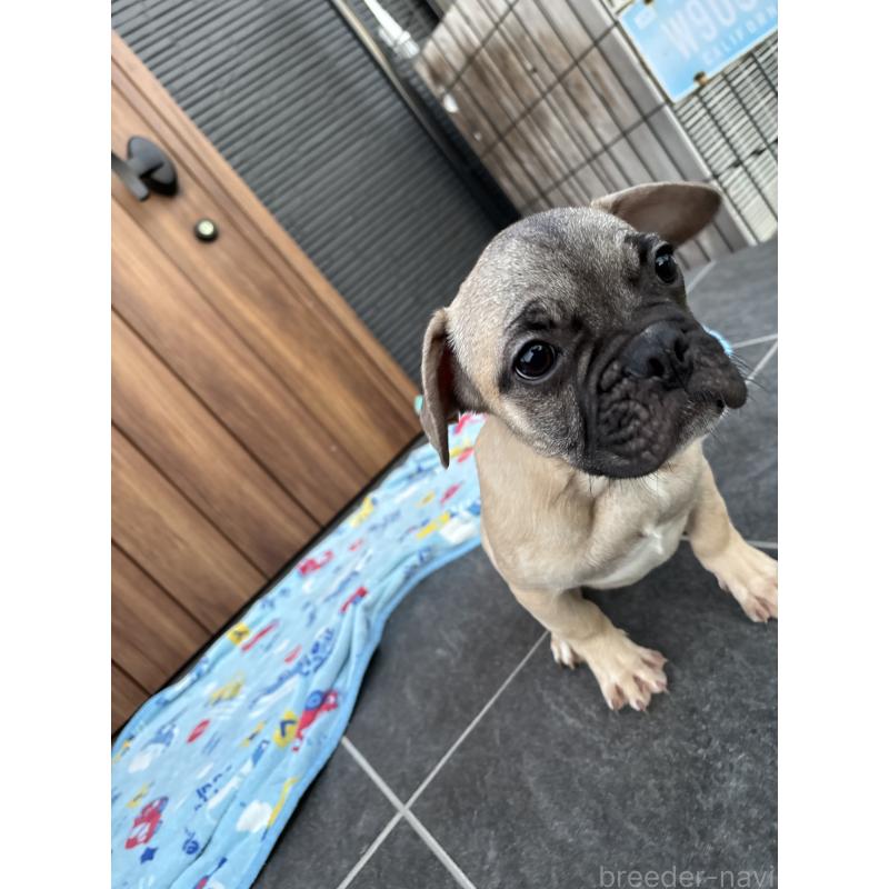 成約済の京都府のフレンチブルドッグ-422756の7枚目