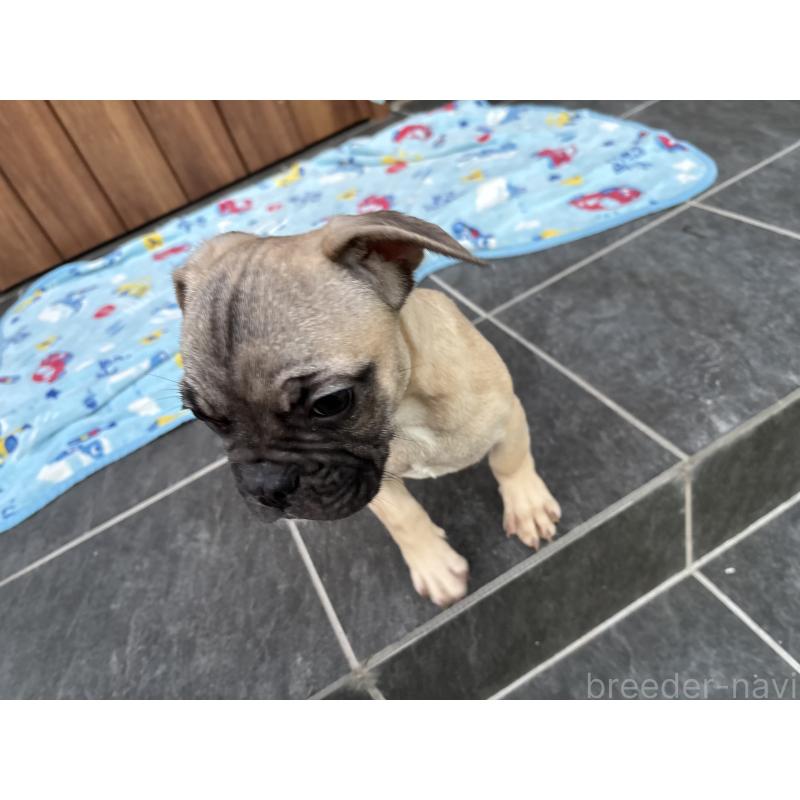 成約済の京都府のフレンチブルドッグ-422756の6枚目