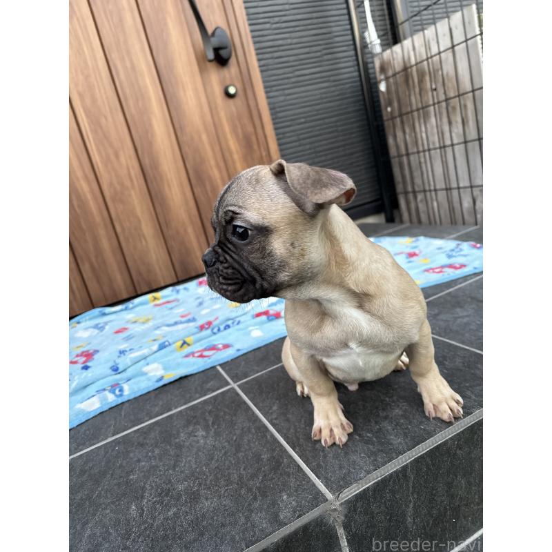 成約済の京都府のフレンチブルドッグ-422756の5枚目