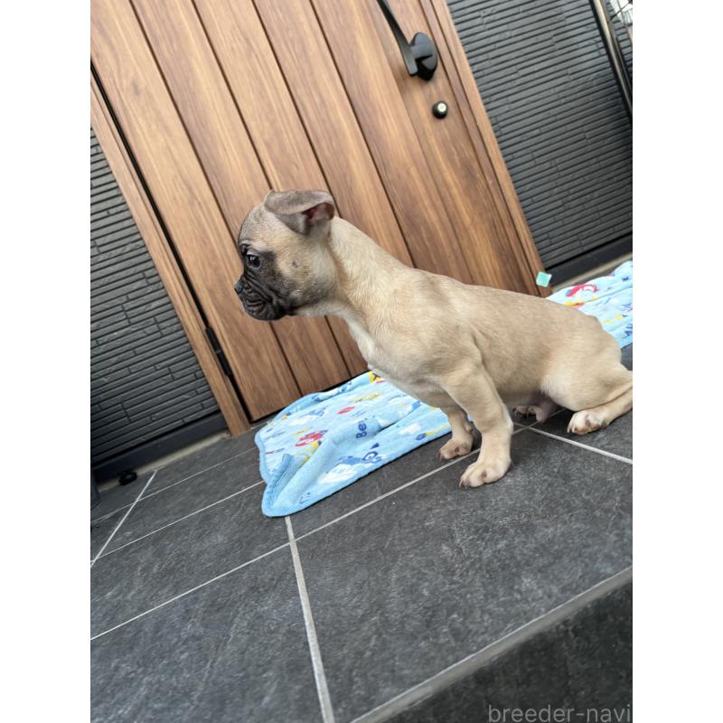 成約済の京都府のフレンチブルドッグ-422756の4枚目