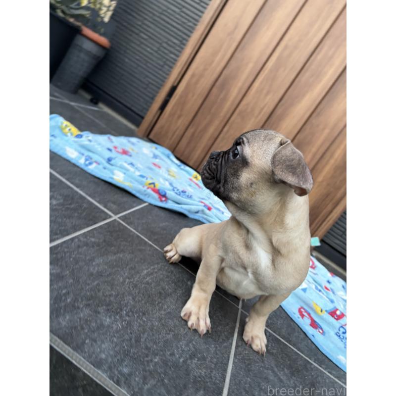 成約済の京都府のフレンチブルドッグ-422756の3枚目