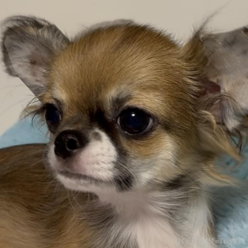 成約済の東京都のチワワ(ロングコート)-423971の9枚目