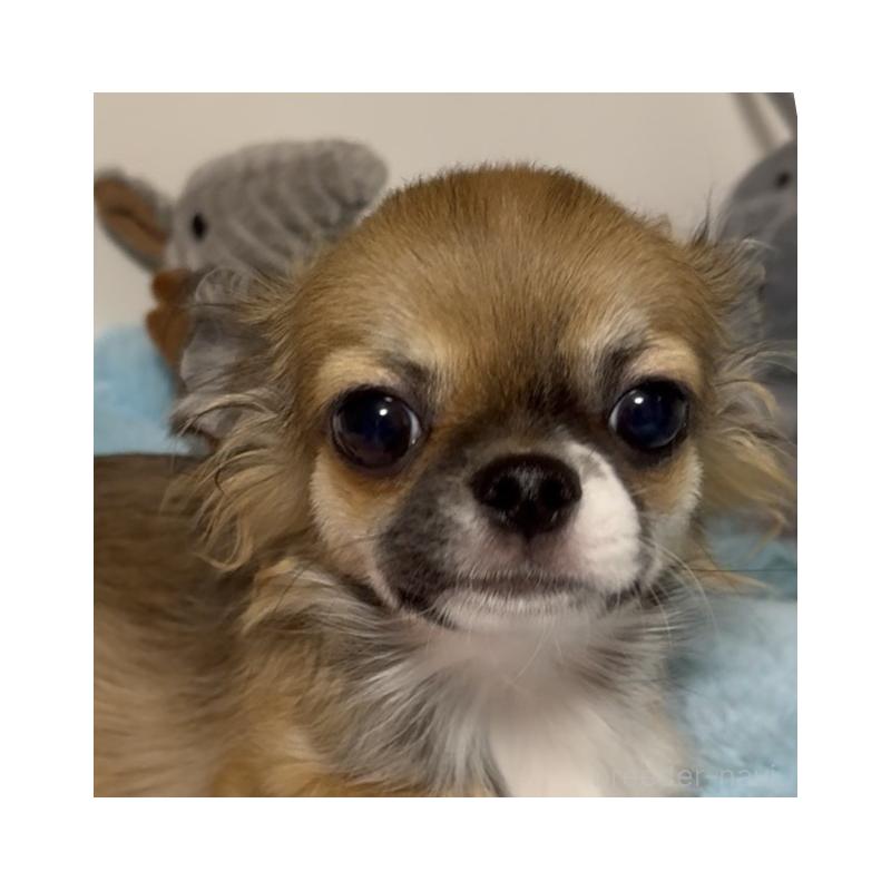 成約済の東京都のチワワ(ロングコート)-423971の7枚目