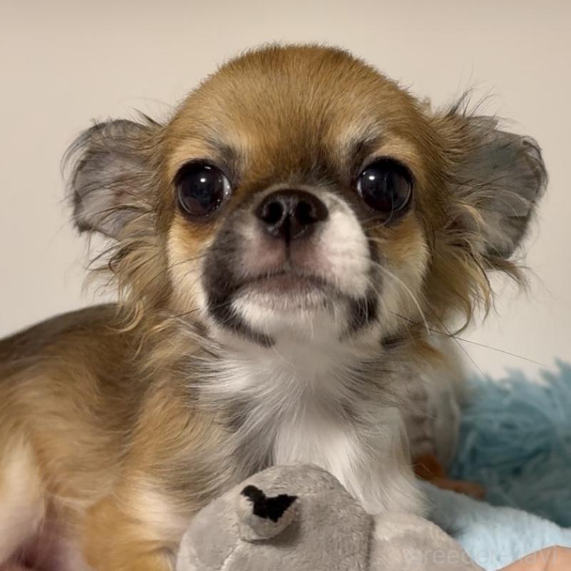 成約済の東京都のチワワ(ロングコート)-423971の6枚目