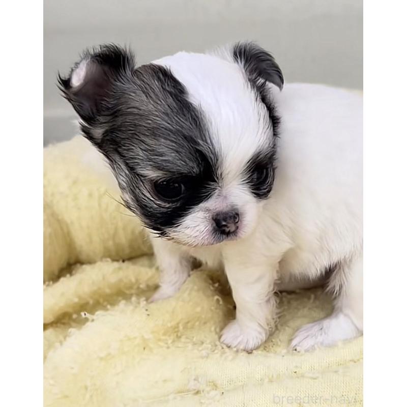 販売中の神奈川県のチワワ(ロングコート)-443340の4枚目