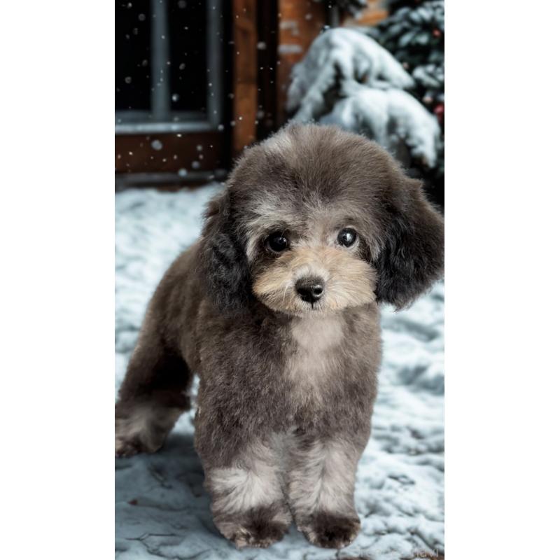 安里千尋ブリーダーの詳細