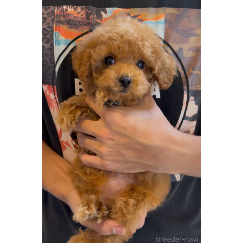 安里千尋ブリーダーの詳細