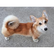 ♀︎ウェルシュコーギーペンブローク