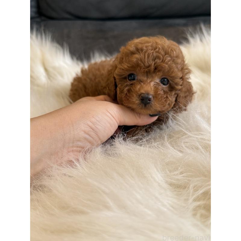 商談中の千葉県のタイニープードル-444076の12枚目