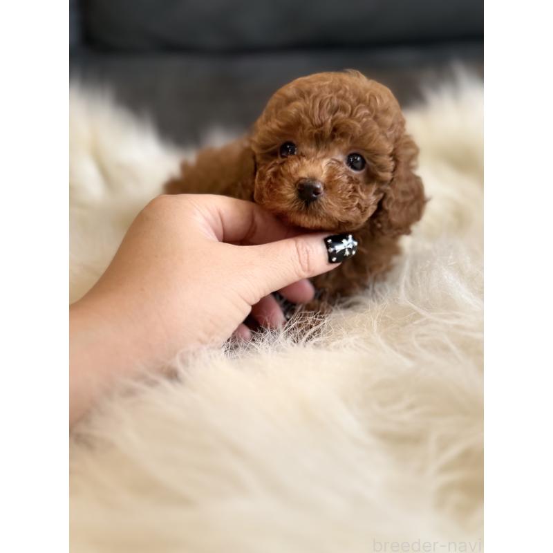 商談中の千葉県のタイニープードル-444076の11枚目