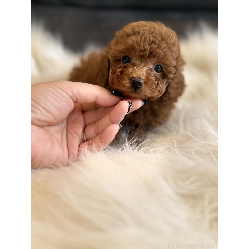 商談中の千葉県のタイニープードル-444076の10枚目