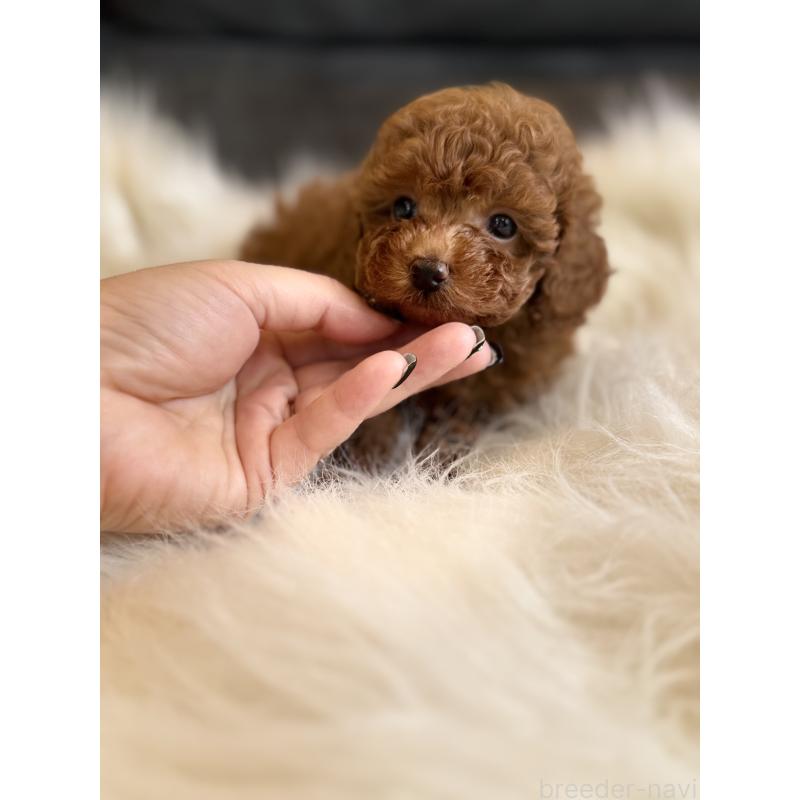 商談中の千葉県のタイニープードル-444076の9枚目