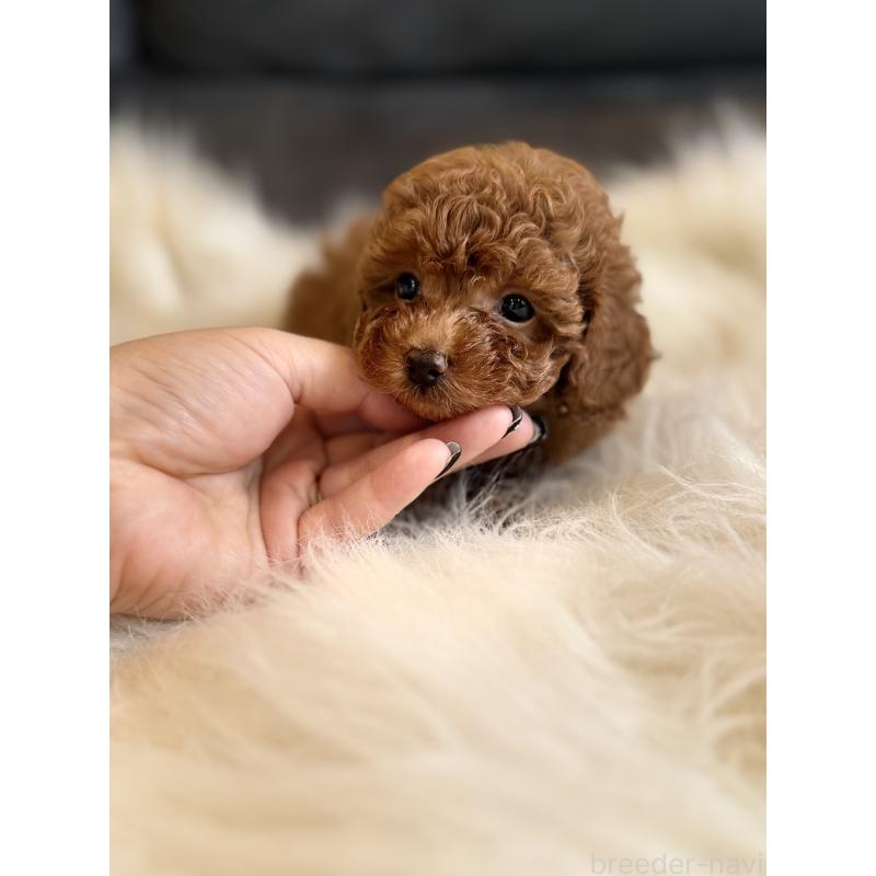 商談中の千葉県のタイニープードル-444076の8枚目