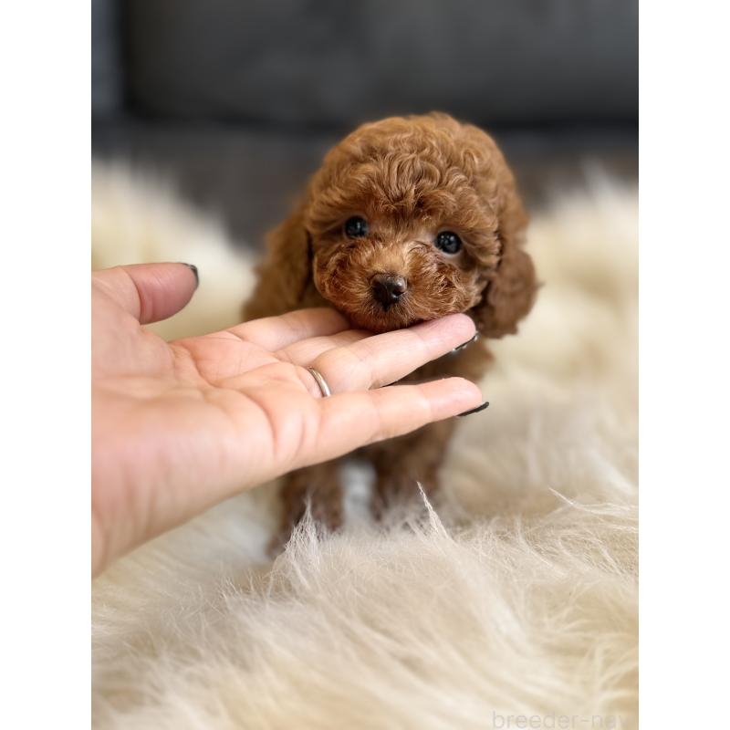 商談中の千葉県のタイニープードル-444076の6枚目