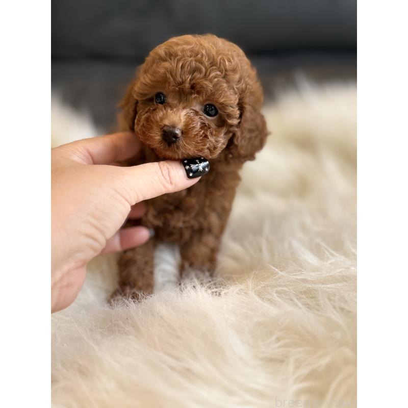 商談中の千葉県のタイニープードル-444076の5枚目