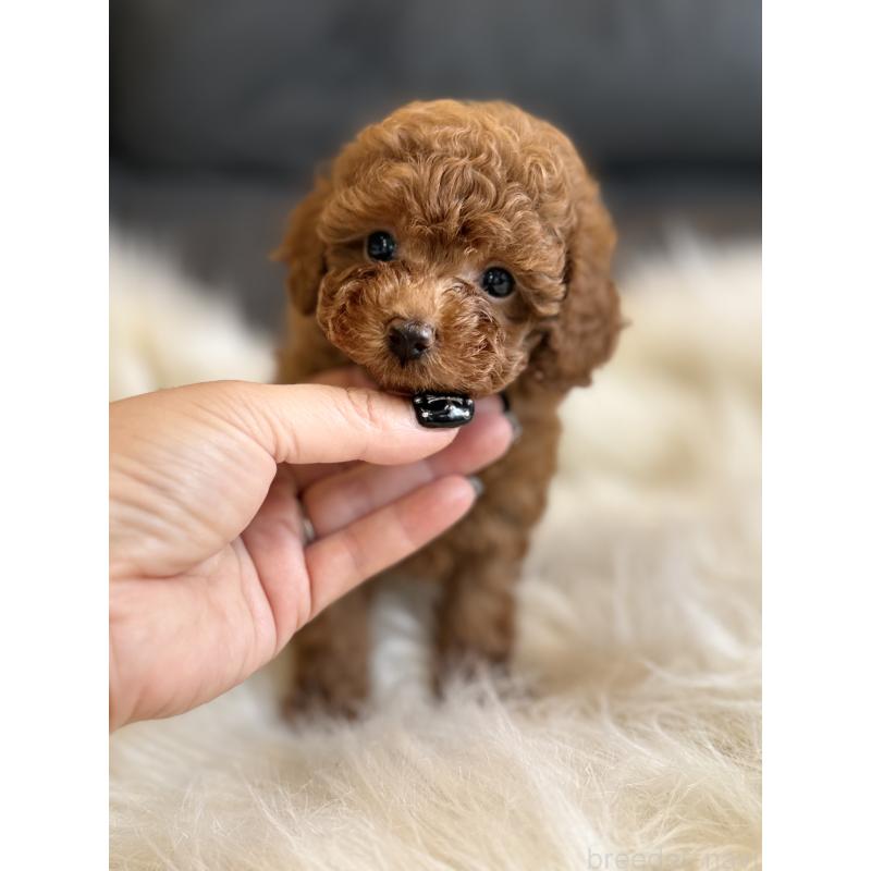 商談中の千葉県のタイニープードル-444076の4枚目