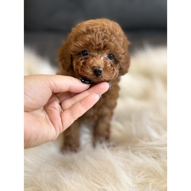 商談中の千葉県のタイニープードル-444076の3枚目