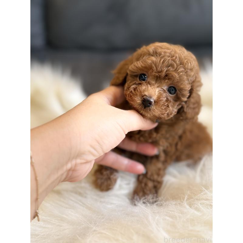 商談中の千葉県のタイニープードル-444076の2枚目