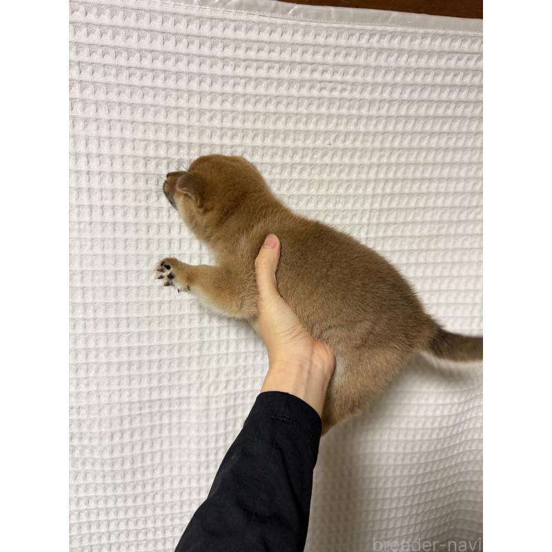 成約済の埼玉県の柴犬-443915の2枚目