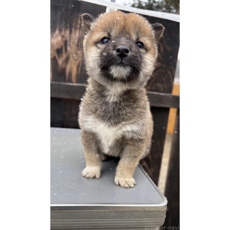 成約済の茨城県の柴犬-440119の4枚目