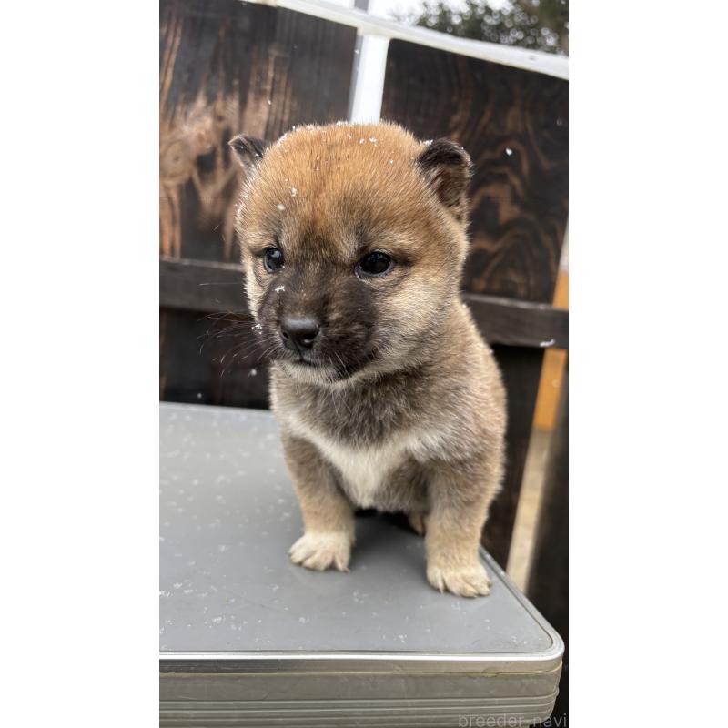 成約済の茨城県の柴犬-440119の3枚目