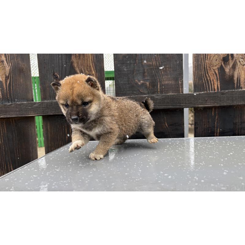 成約済の茨城県の柴犬-440119の2枚目